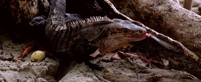 Скачать фильм Скачать фильм Племя (2009)-2 скриншот